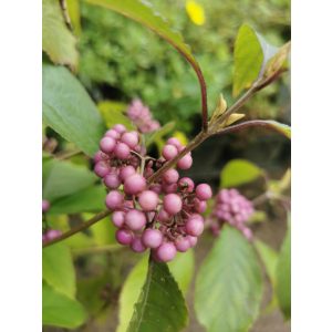 Lilabogyó - Callicarpa Profusion