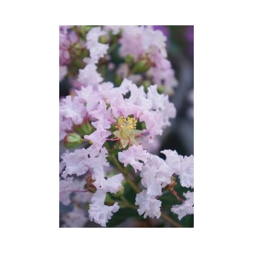Selyemmirtusz - Lagerstroemia 'With Love Babe'
