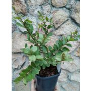 Selyemmirtusz - Lagerstroemia 'With Love Babe'