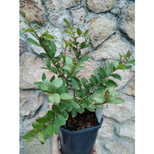 Selyemmirtusz - Lagerstroemia With Love Babe