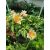 Alstroemeria Colorita Sarah - Inkaliliom
