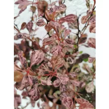 Berberis thunbergii Rose Glow - Rózsaszín tarka borbolya