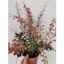 Berberis thunbergii Rose Glow - Rózsaszín tarka borbolya