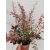 Berberis thunbergii Rose Glow - Rózsaszín tarka borbolya
