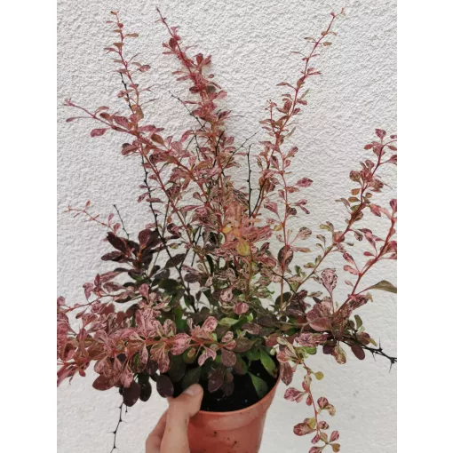 Berberis thunbergii Rose Glow - Rózsaszín tarka borbolya