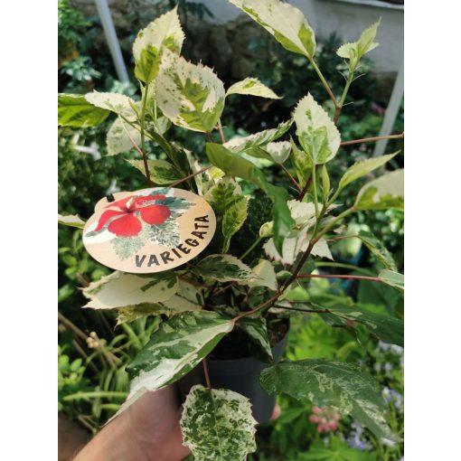 Hibiscus rosa-sinensis Variegata