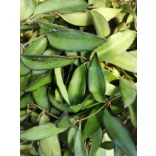 Hoya Rosita