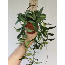 Hoya Rosita