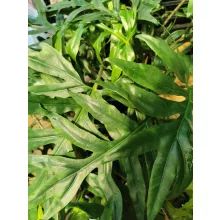 Alocasia brancifolia Pink Passion