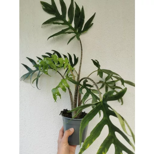 Alocasia brancifolia Pink Passion
