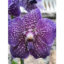 Vanda 2