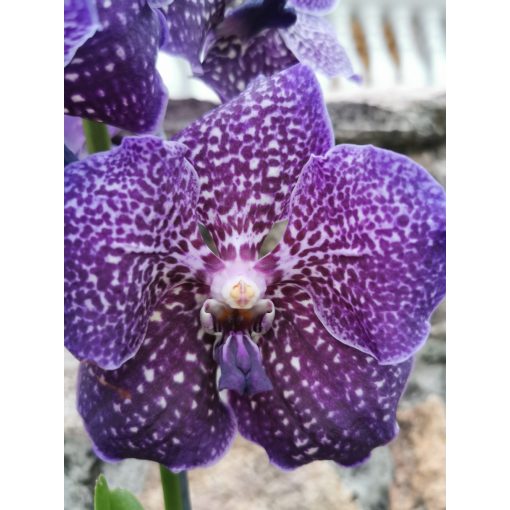 Vanda 2