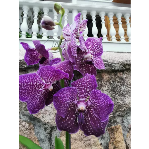 Vanda 2