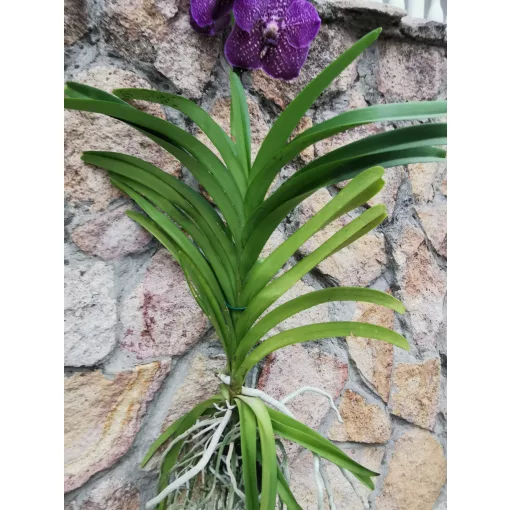 Vanda 2