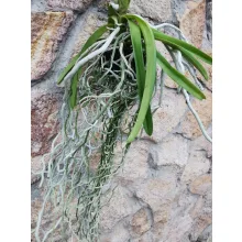 Vanda 2