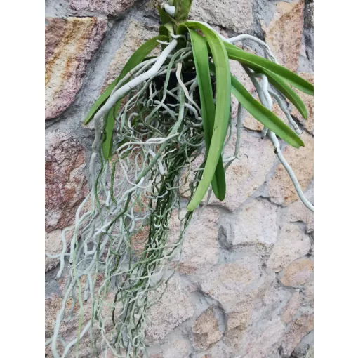 Vanda 2