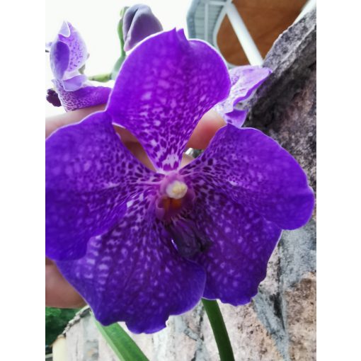 Vanda 4