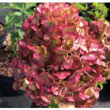 Hydrangea paniculata Petite Cherry - Törpe bugás hortenzia