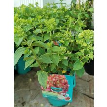 Hydrangea paniculata Petite Cherry - Törpe bugás hortenzia