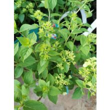 Hydrangea paniculata Petite Cherry - Törpe bugás hortenzia