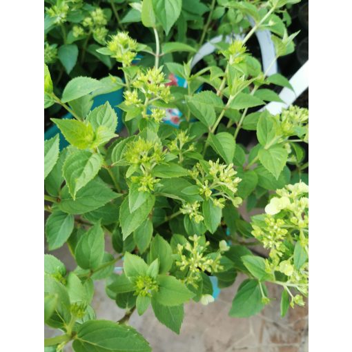 Hydrangea paniculata Petite Cherry - Törpe bugás hortenzia