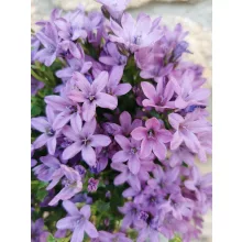 Dalmát harangvirág - Campanula portenschlagiana Amber Pink