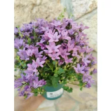 Dalmát harangvirág - Campanula portenschlagiana Amber Pink