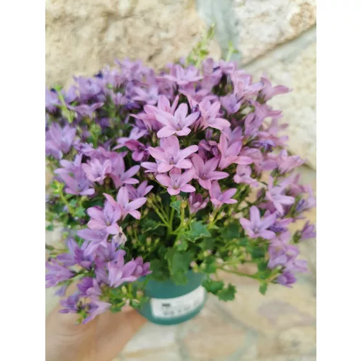 Dalmát harangvirág - Campanula portenschlagiana Amber Pink