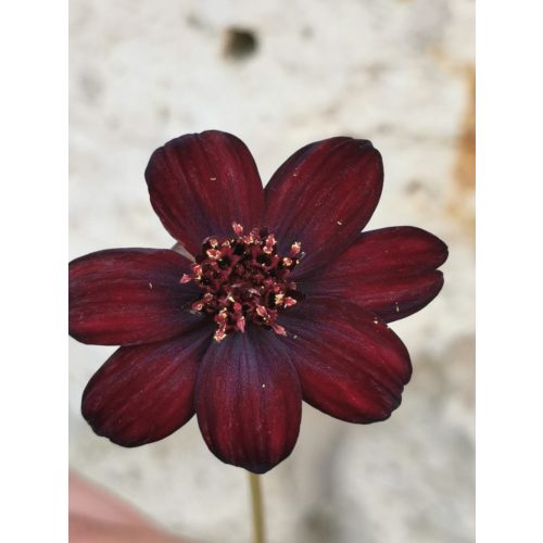 Csokoládé virág - Cosmos atrosanguineus