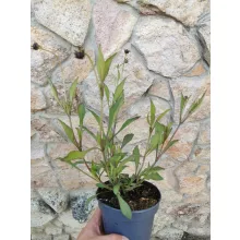 Csokoládé virág - Cosmos atrosanguineus