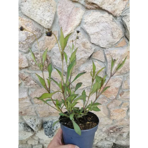 Csokoládé virág - Cosmos atrosanguineus