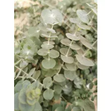 Eucalyptus gunnii - Eukaliptusz