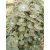 Eucalyptus gunnii - Eukaliptusz