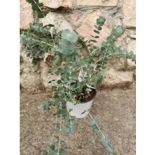 Eucalyptus gunnii - Eukaliptusz
