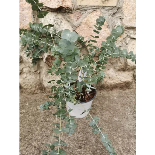 Eucalyptus gunnii - Eukaliptusz
