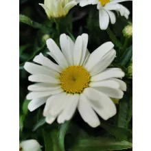 Leucanthemum Western Star Leo - Törpe margaréta