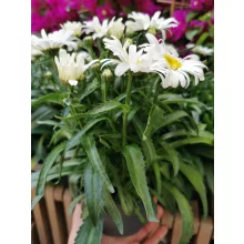 Leucanthemum Western Star Leo - Törpe margaréta