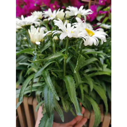 Leucanthemum Western Star Leo - Törpe margaréta