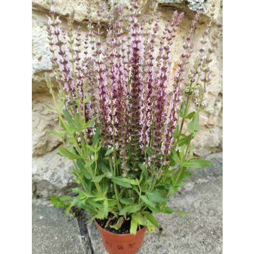 Ligeti zsálya - Salvia nemorosa Sensation Deep Rose