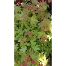 Acer palmatum Orange Dream (p10) - Japán juhar