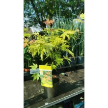 Acer palmatum Orange Dream (p10) - Japán juhar