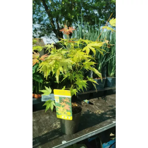 Acer palmatum Orange Dream (p10) - Japán juhar