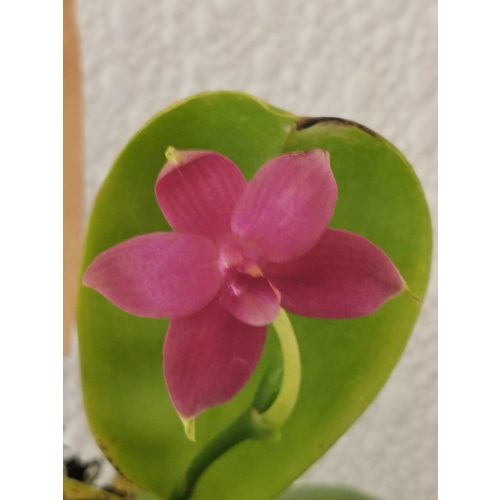 Phalaenopsis violacea (1)