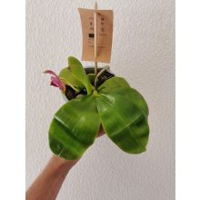 Phalaenopsis violacea (1)