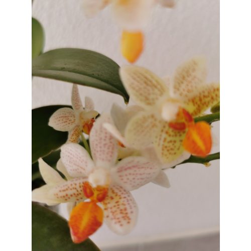 Phalaenopsis 'Minimark'