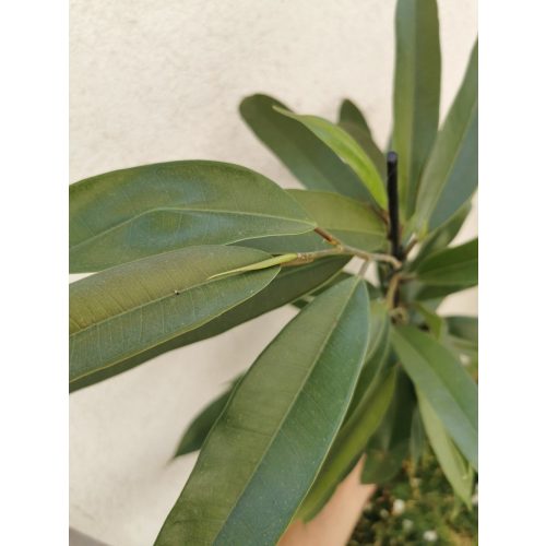 Hosszúlevelű fikusz - Ficus longifolia 'Amstel King'