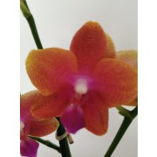 Phalaenopsis Bronze Buddha