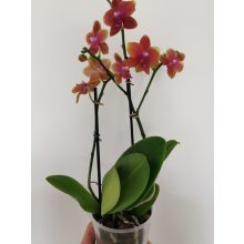 Phalaenopsis Bronze Buddha