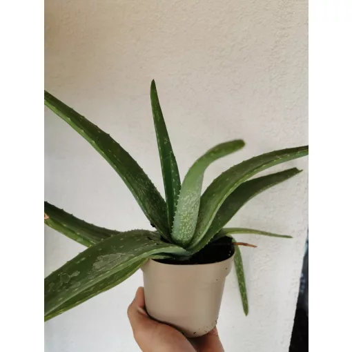 Aloe vera