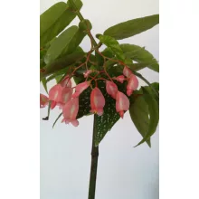 Bambusz begónia - Begonia corllina Tamaya